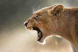 Hull ROAR Indicator: How to find rising shares Hull ROAR Indicator: How to find rising shares